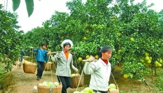 生鲜农产品冷链如何通过农业基础设施建设离消费者更近