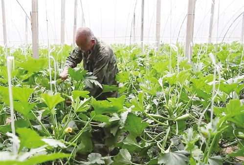 设施蔬菜鼓起农民钱袋子 农业基础设施建设的实践与启示