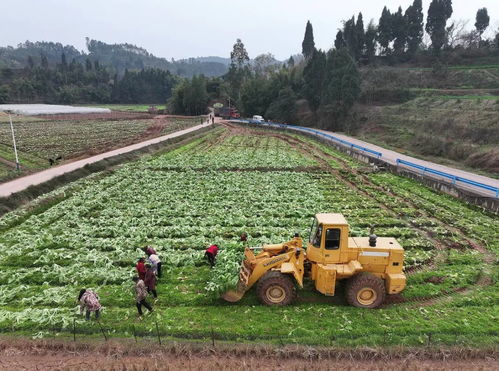 剑峰镇 600余亩青菜批量上市 铺就农户增收路