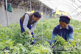 拉萨市投资3000万元建设特色园艺蔬菜基地，推动农业企业托管服务发展