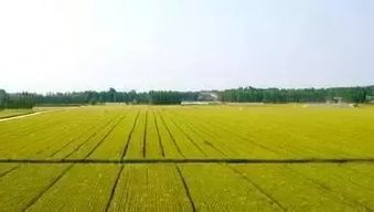 聚焦乡村振兴 贫困县年度项目资金优先向六类农业项目及农业企业托管服务倾斜