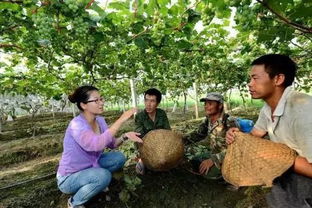 女汉子田间展英姿，农业基建铸就致富路