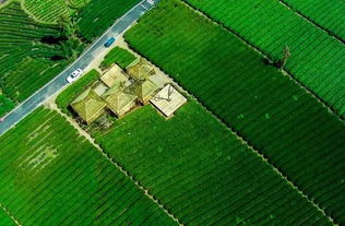 茶园再添绿色新篇 我县成功创建全国绿色食品原料茶叶标准化生产基地