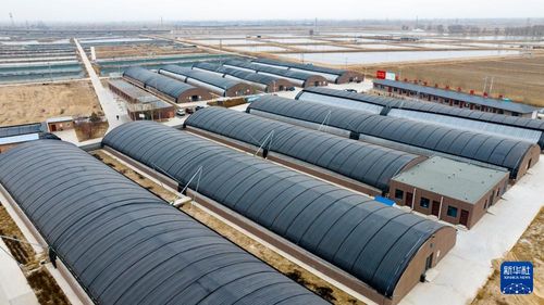 宁夏贺兰 激活盐碱地资源，以水产养殖赋能农业新篇