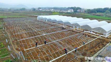 完善农业企业托管服务，打造“一村一品”发展新引擎的五项举措